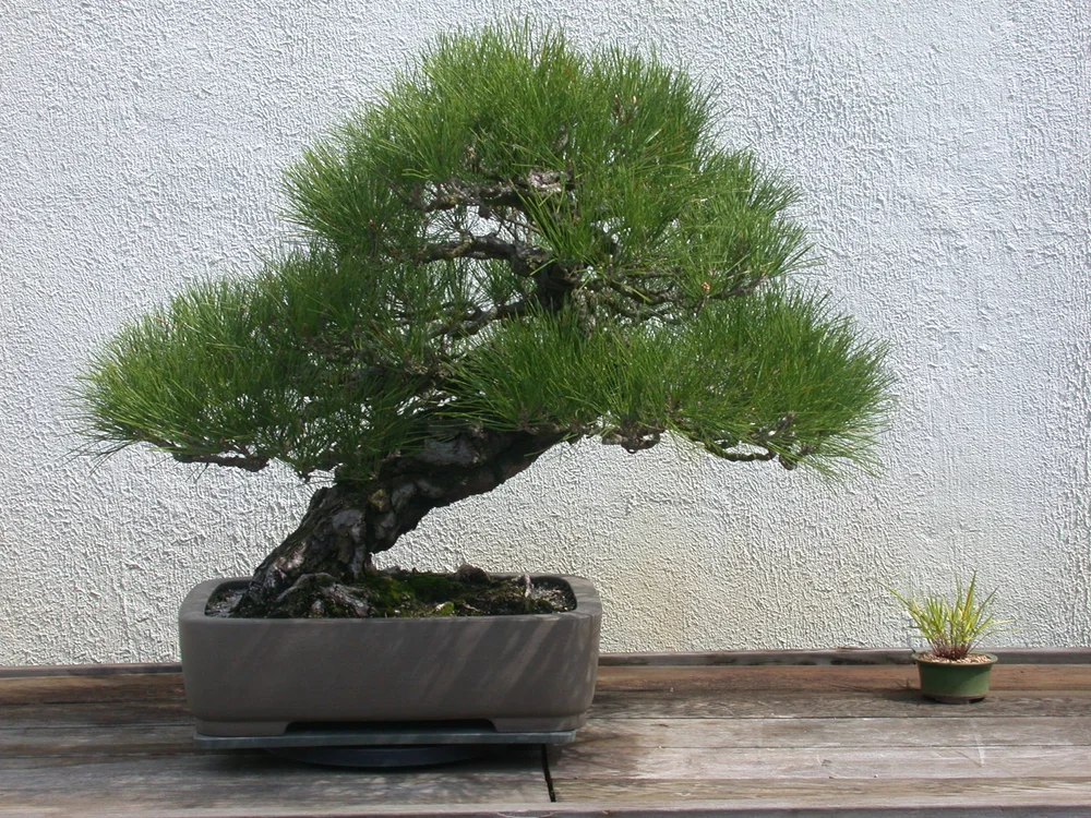 Japanese Collection — National Bonsai Foundation